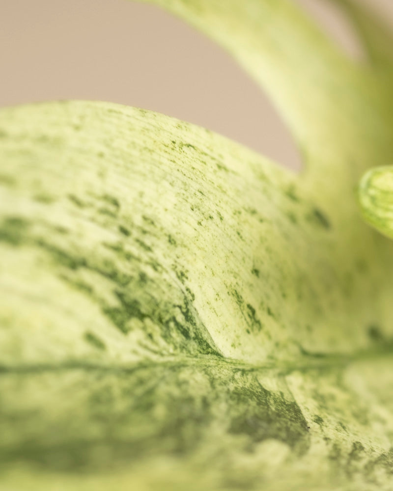 Philodendron 'Florida Ghost'