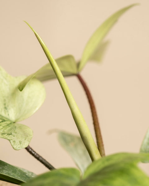 Philodendron 'Florida Ghost'