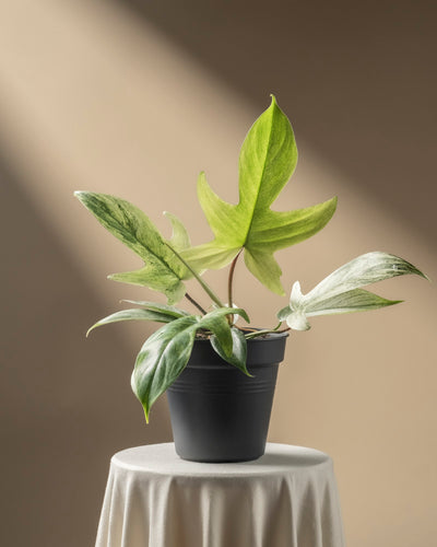 Philodendron 'Florida Ghost'