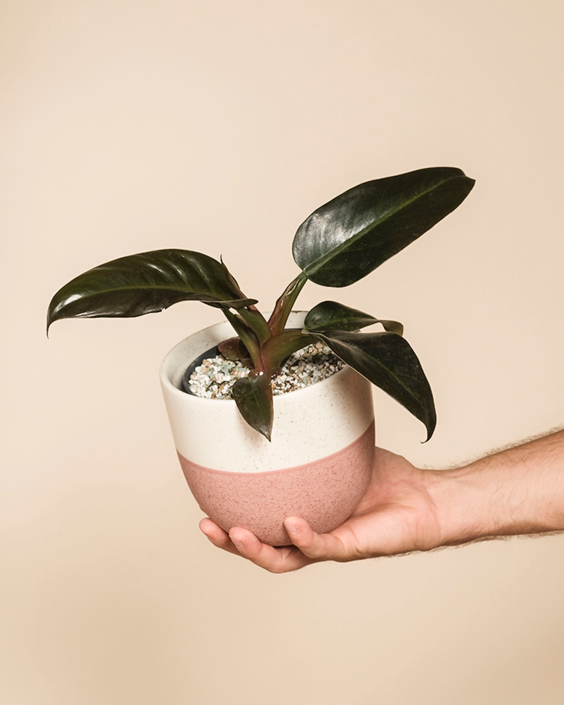 Eine Hand hält einen kleinen Philodendron 'Imperial Red' - eine Fee mit glänzend dunkelgrünen Blättern in einem weiß-rosafarbenen Keramiktopf, der mit Erde und dekorativen Steinen gefüllt ist, vor einem schlichten beigen Hintergrund.