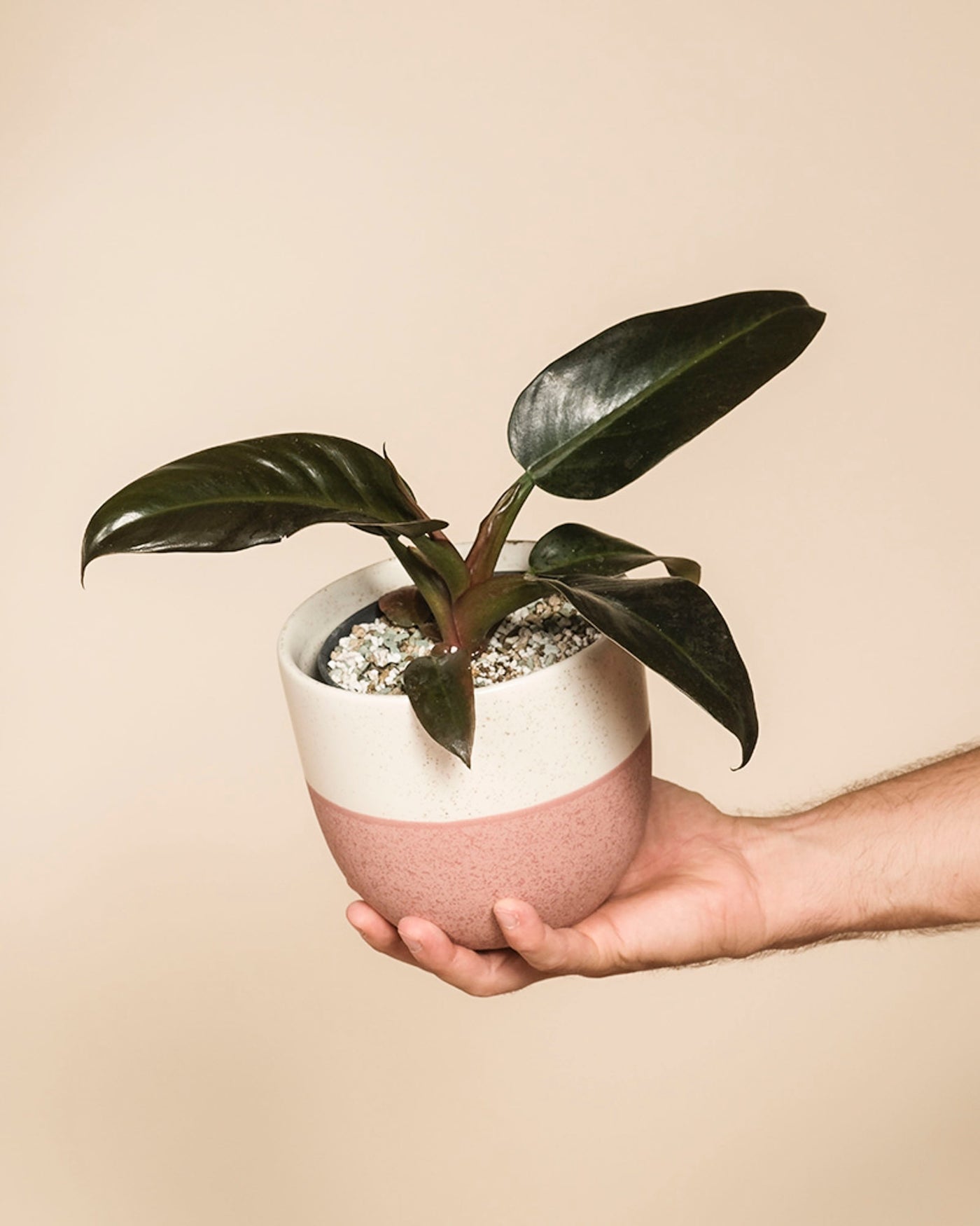 Eine Hand hält einen kleinen Philodendron 'Imperial Red' - eine Fee mit glänzend dunkelgrünen Blättern in einem weiß-rosafarbenen Keramiktopf, der mit Erde und dekorativen Steinen gefüllt ist, vor einem schlichten beigen Hintergrund.