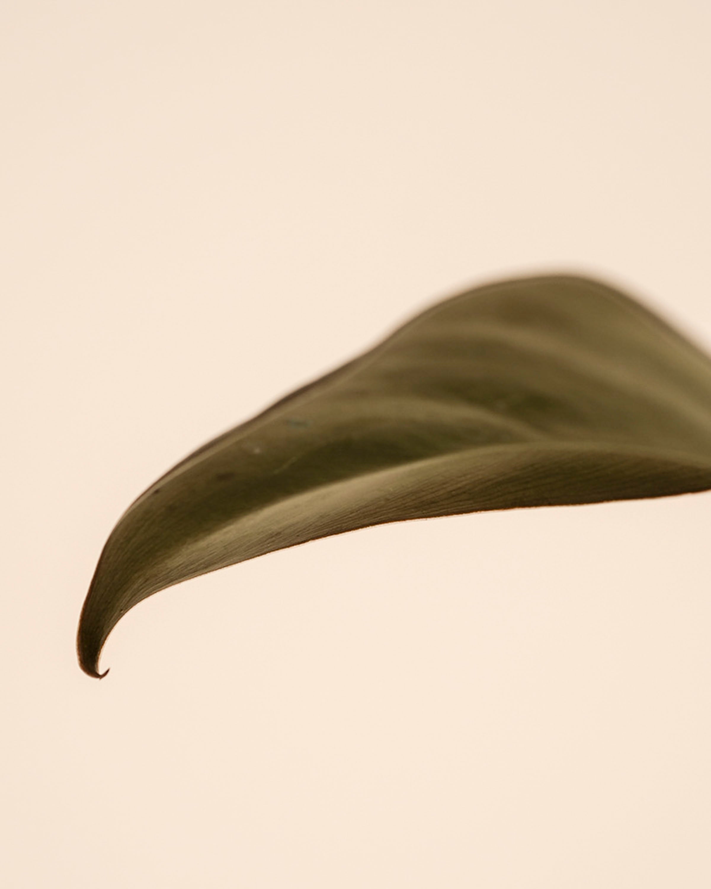Eine Nahaufnahme zeigt ein einzelnes grünes Blatt von Philodendron 'Imperial Red' - feey vor einem einfarbig beigen Hintergrund, wobei die Beleuchtung die glatte Textur und die feinen Adern hervorhebt.