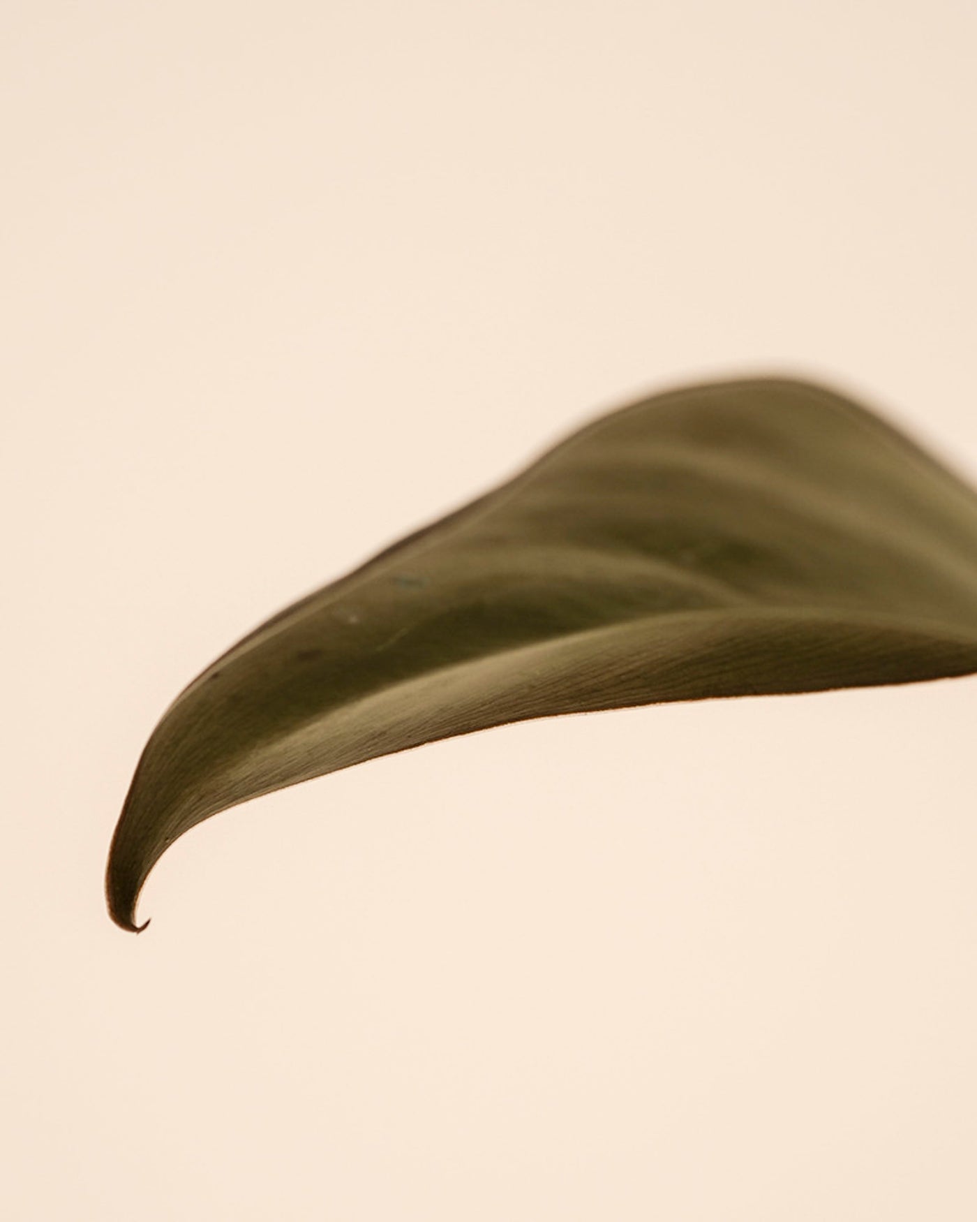 Eine Nahaufnahme zeigt ein einzelnes grünes Blatt von Philodendron 'Imperial Red' - feey vor einem einfarbig beigen Hintergrund, wobei die Beleuchtung die glatte Textur und die feinen Adern hervorhebt.