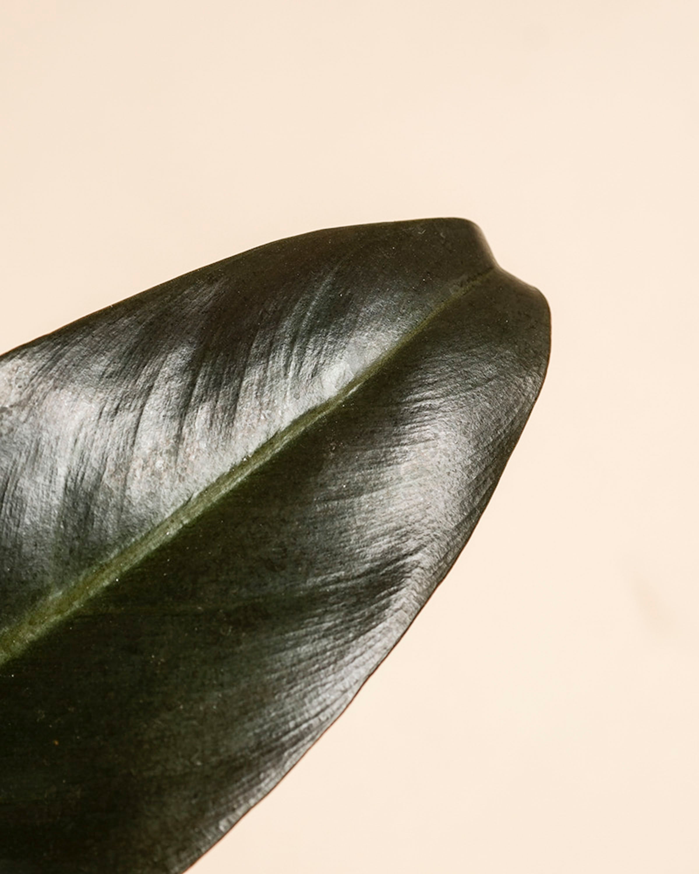 Nahaufnahme eines dunkelgrünen Blattes des Philodendron 'Imperial Red' - feey, wobei die zentrale Blattrippe vor einem einfarbig beigen Hintergrund hervorgehoben wird.