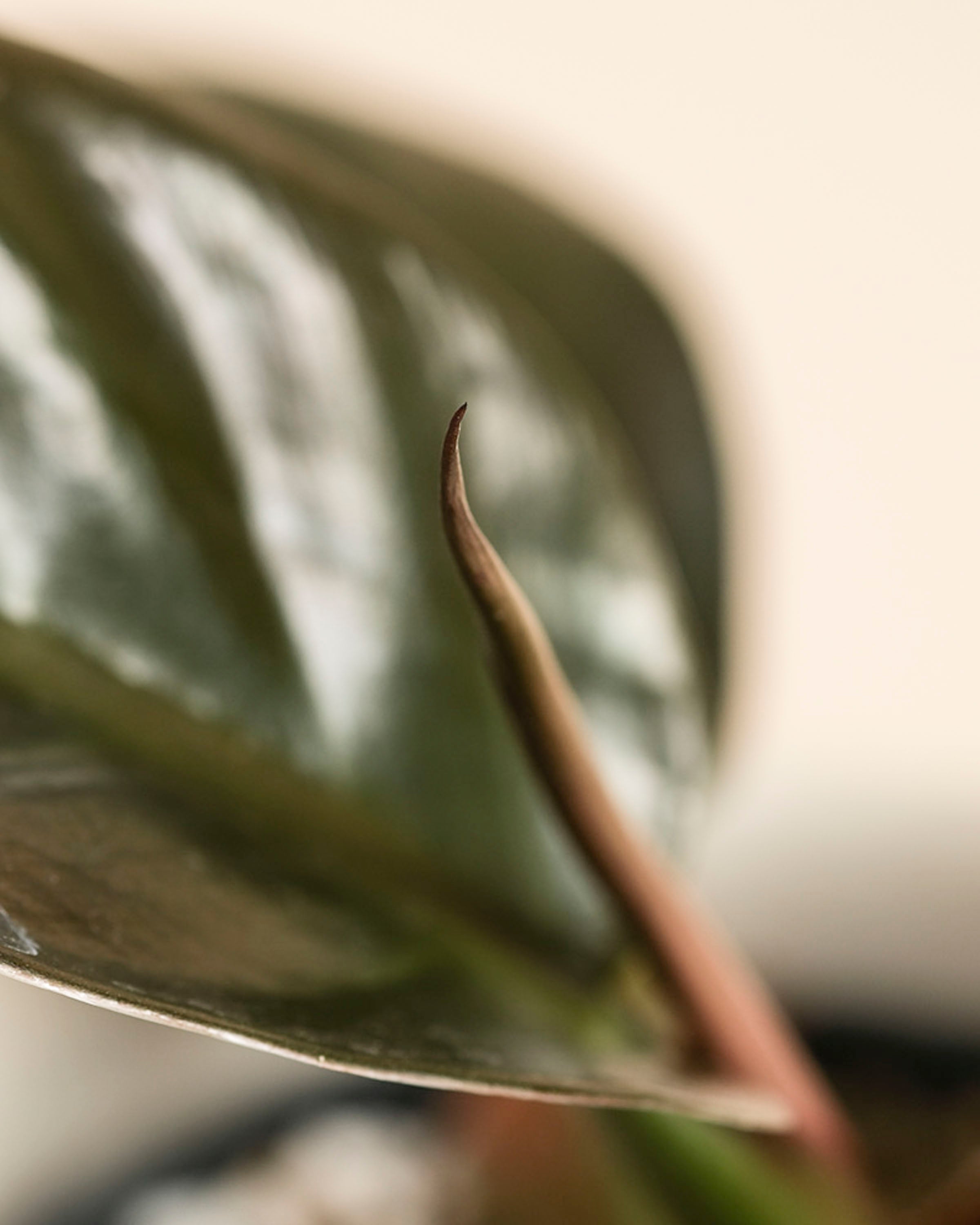 Eine Nahaufnahme eines Philodendron 'Imperial Red' - feey zeigt ein spitzes, rotbraunes neues Blatt, das sich aus glänzend grünem Laub heraushebt und den auffälligen Farb- und Texturkontrast der Pflanze hervorhebt.
