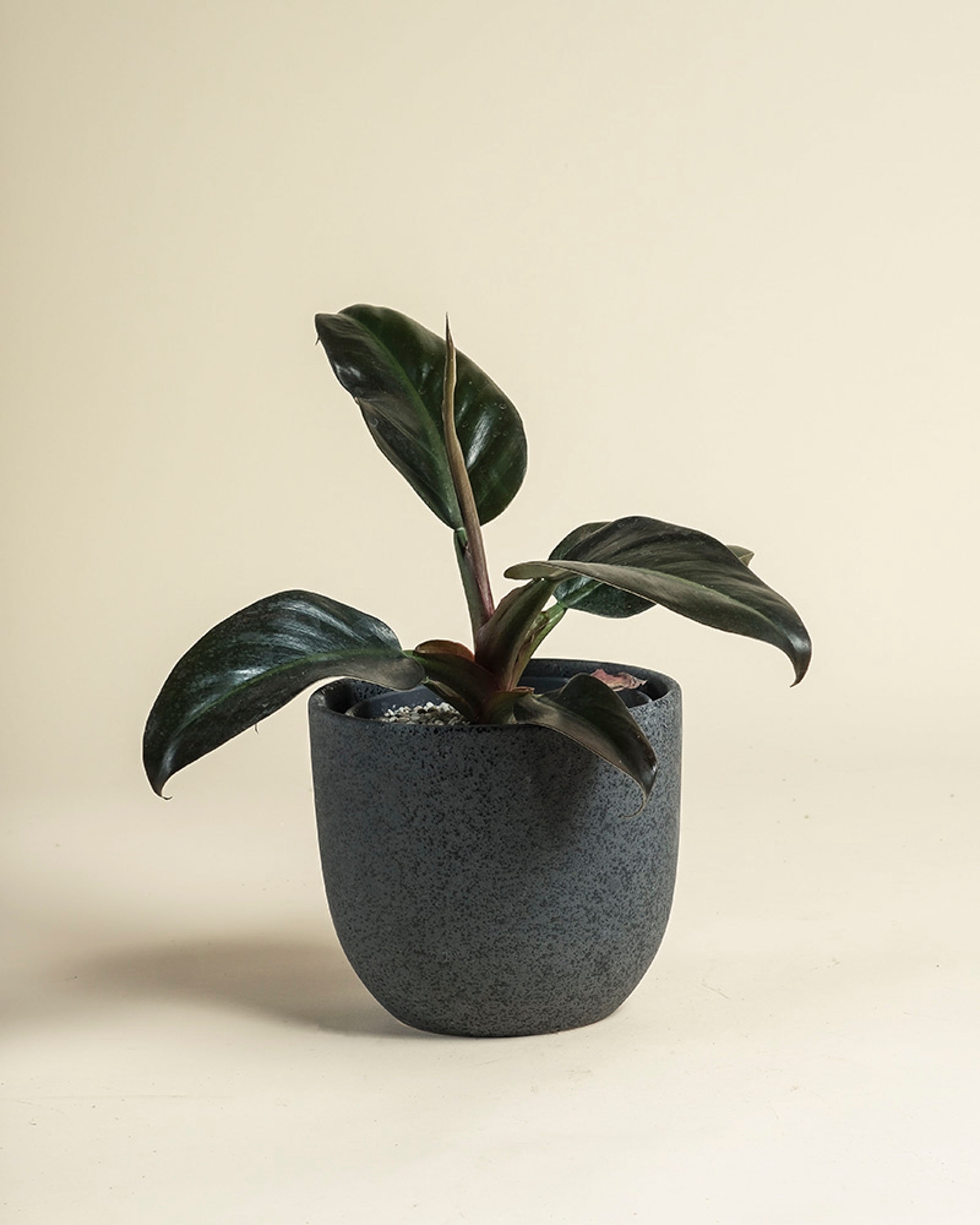 Ein kleiner Philodendron 'Imperial Red' - feey mit breiten, dunkelgrünen Blättern sitzt in einem strukturierten dunkelgrauen Topf auf einer schlichten hellen Fläche vor einem neutralen Hintergrund.