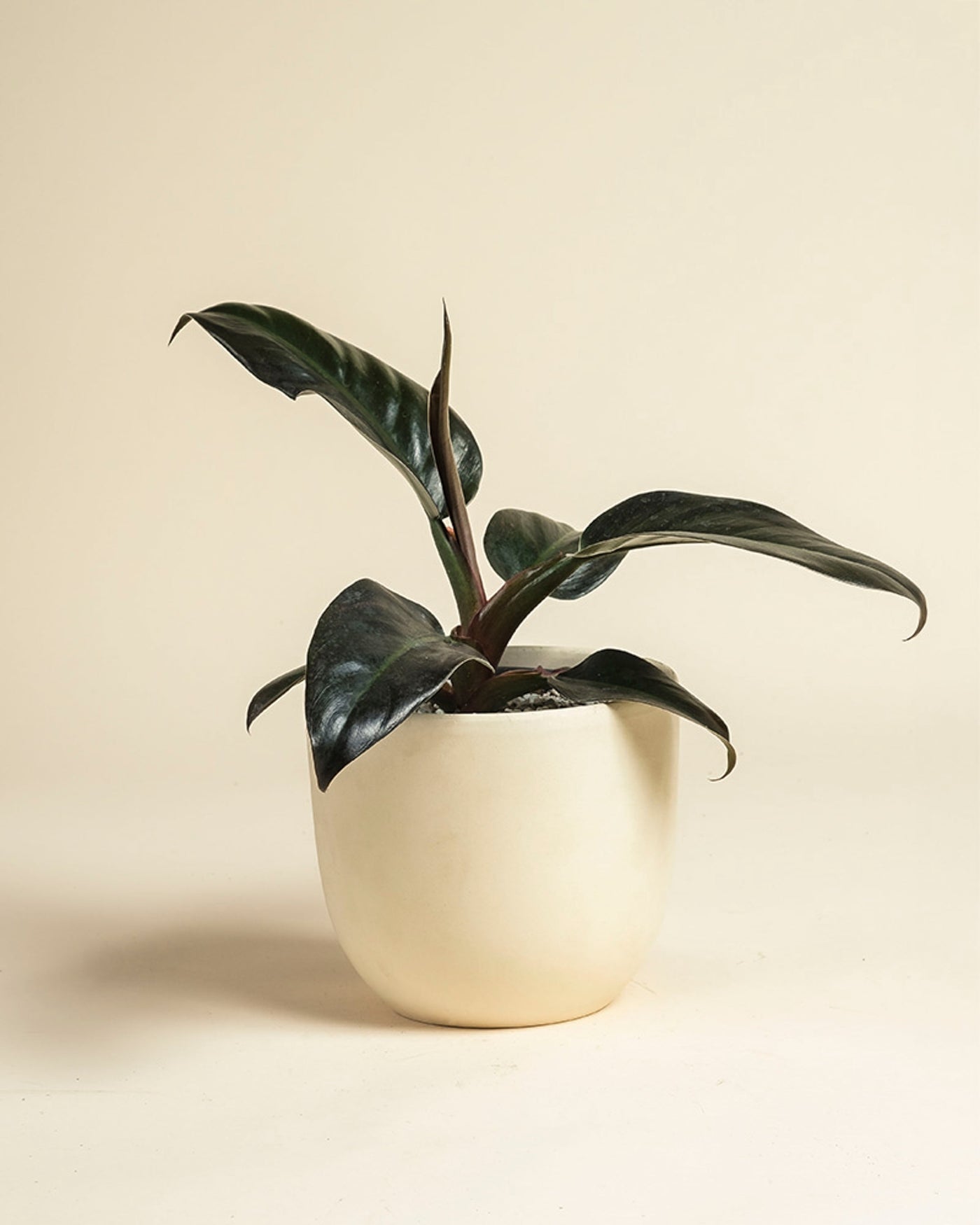 Der Philodendron 'Imperial Red' - feey hat dunkelgrüne Blätter und steht in einem runden, cremefarbenen Keramiktopf vor einem hellbeigen Hintergrund.