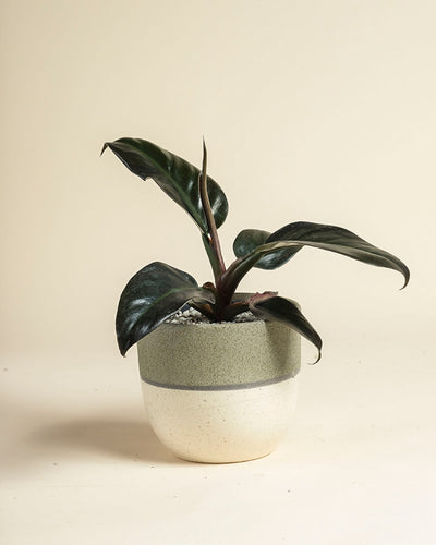 Ein kompakter Philodendron 'Imperial Red' - feey mit dunkelgrünen Blättern sitzt in einem zweifarbigen Keramiktopf auf einer hellen Oberfläche und einem beigen Hintergrund.