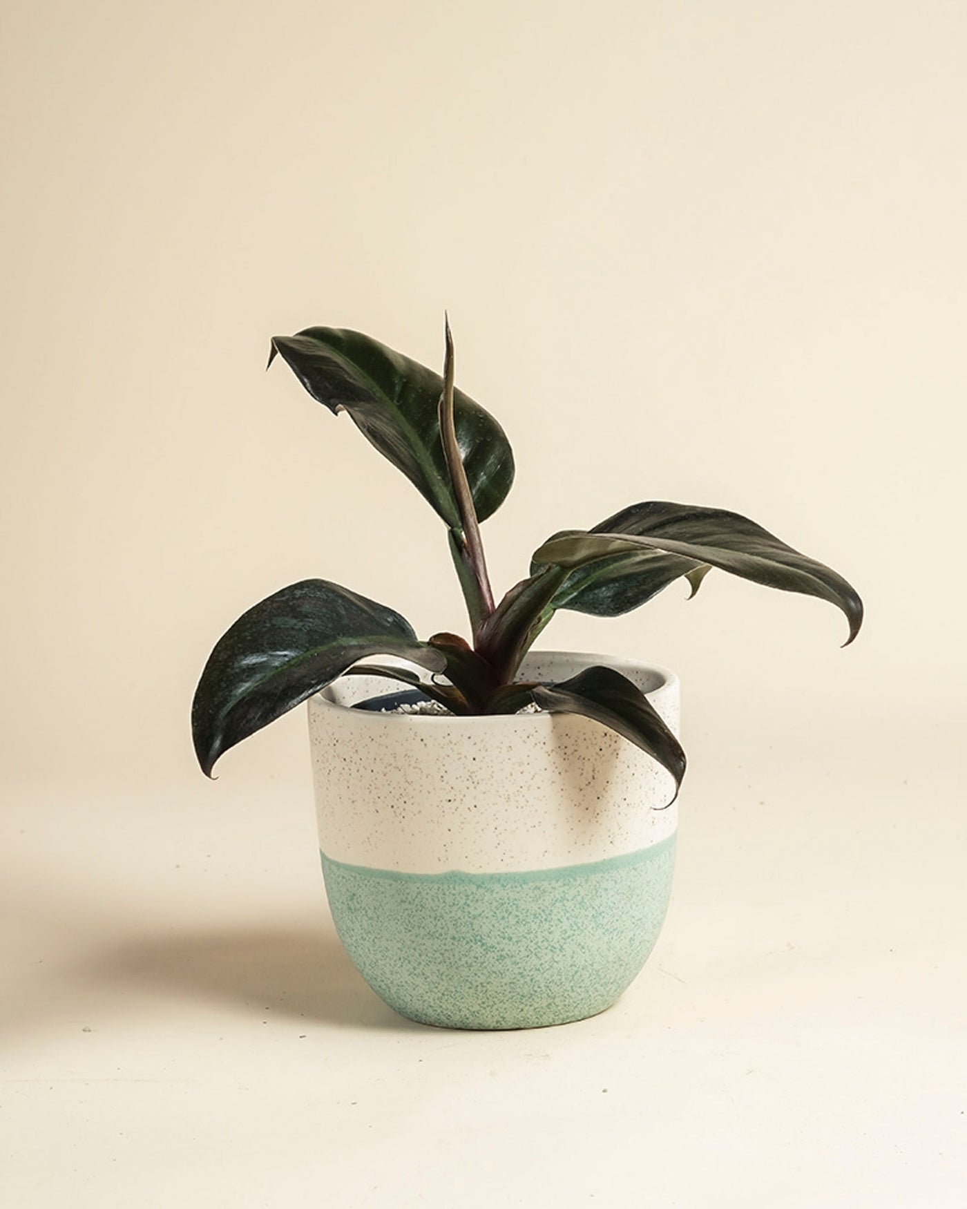 Ein Philodendron 'Imperial Red' - feey mit dunkelgrünen Blättern sitzt in einem weiß- und helltealfarbenen Keramiktopf auf einer hellbeigen Oberfläche vor einem einfarbig beigen Hintergrund.