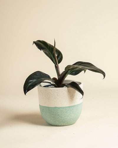 Ein Philodendron 'Imperial Red' - feey mit dunkelgrünen Blättern sitzt in einem weiß- und helltealfarbenen Keramiktopf auf einer hellbeigen Oberfläche vor einem einfarbig beigen Hintergrund.