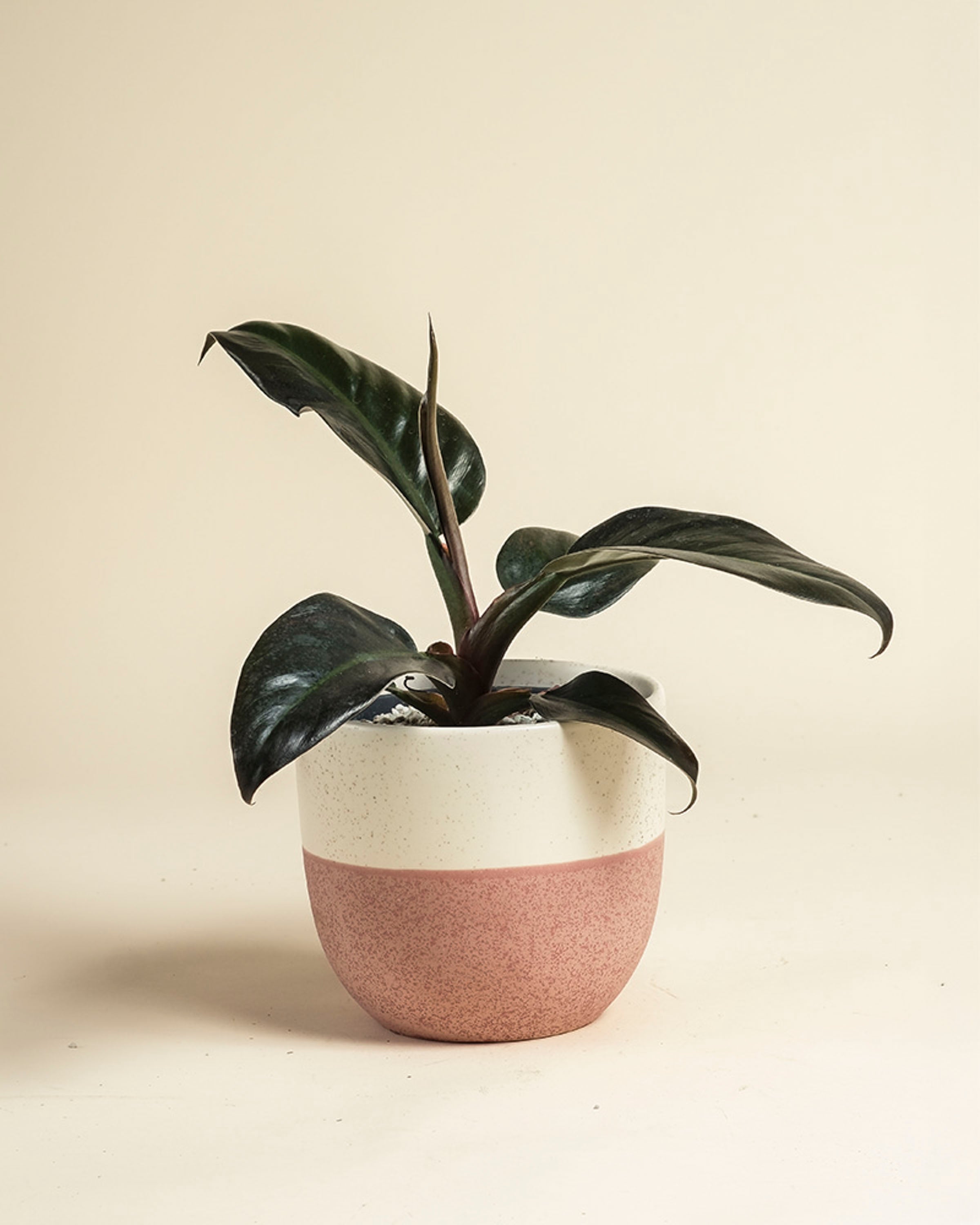Ein Philodendron 'Imperial Red' - feey, der für seine dunkelgrünen, glänzenden Blätter bekannt ist, steht in einem zweifarbigen Keramiktopf - oben cremefarben und unten rosa strukturiert - vor einem einfachen beigen Hintergrund.