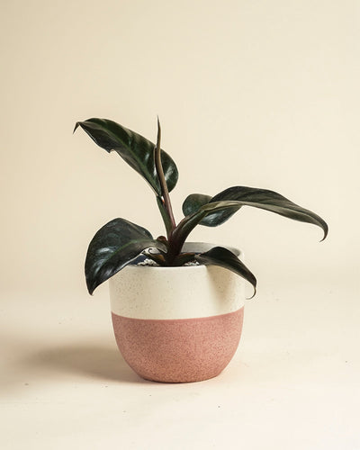 Ein Philodendron 'Imperial Red' - feey, der für seine dunkelgrünen, glänzenden Blätter bekannt ist, steht in einem zweifarbigen Keramiktopf - oben cremefarben und unten rosa strukturiert - vor einem einfachen beigen Hintergrund.