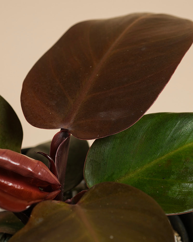 Nahaufnahme von Philodendron 'Red Sun' - mit großen, glänzenden Blättern in tiefen Grün-, Rotbraun- und Burgundertönen - eine elegante Wahl für natürlichen Sonnenschutz vor einem neutralen Hintergrund.