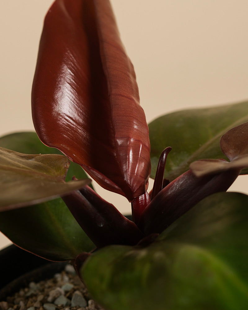 Nahaufnahme eines Philodendron 'Red Sun' - feey, mit glänzend rotbraunen neuen Blättern zwischen reifem grünen Laub. Die Pflanze ist mit kleinen Kieselsteinen getopft und steht vor einem neutralen beigen Hintergrund.