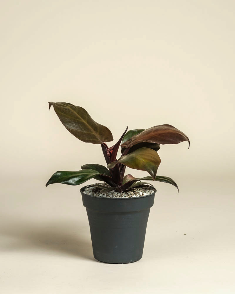 Ein kleiner Philodendron 'Red Sun' - feey mit dunkelgrünen und rötlichen Blättern sitzt in einem schwarzen Topf, der mit weißen Kieselsteinen gefüllt ist, vor einem schlichten beigen Hintergrund.