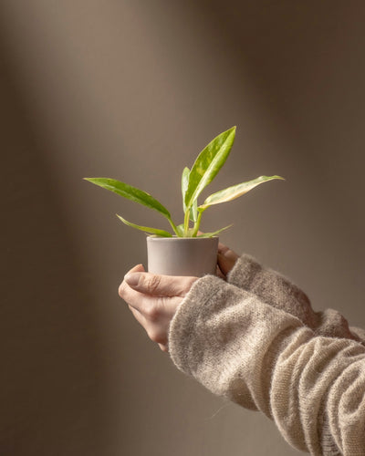 Jemand in einem beigen Pullover hält eine Philodendron-Babypflanze „Ring of Fire“ und präsentiert ihre leuchtend grünen Blätter. Sonnenlicht beleuchtet die Pflanze sanft vor einem neutral getönten Hintergrund, ideal für Pflanzenanfänger*innen, die einen einzigartigen Akzent setzen möchten.
