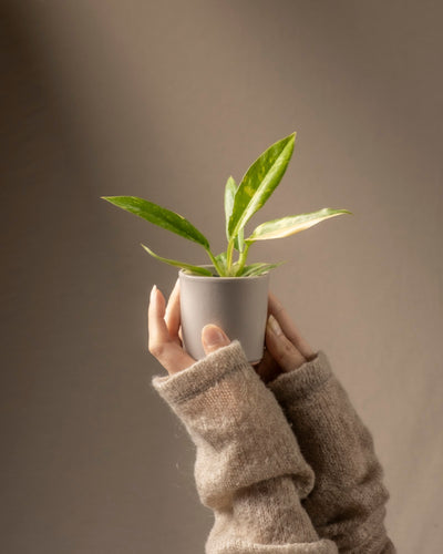 Eine Person in einem kuscheligen beigen Pullover hält einen kleinen weißen Topf mit der seltenen Philodendron-Babypflanze „Ring of Fire“ vor einem sanften braunen Hintergrund – ideal für Pflanzenanfänger*innen, die etwas Einzigartiges wollen.