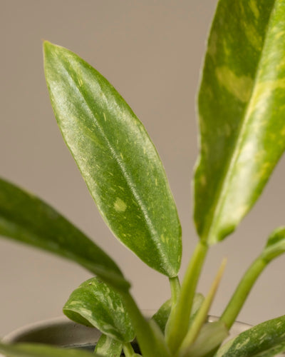 Nahaufnahme einer Philodendron 'Ring of Fire' Babypflanze, eine echte Rarität mit langen, spitzen grünen Blättern, die durch hellere Sprenkel akzentuiert werden. Ihre glänzende Textur passt zu Pflanzenanfänger*innen, schön in Szene gesetzt vor einem neutralen beigen Hintergrund.