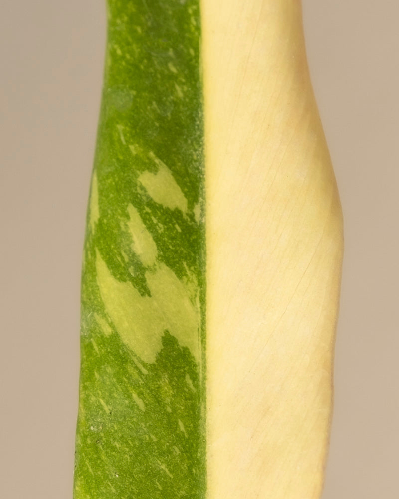 Eine Nahaufnahme eines Blattes der Babypflanze Philodendron „Ring of Fire“ hebt es hervor. Eine Seite zeigt gesprenkeltes Grün mit dunkleren Flecken, die andere cremiges Gelb, die in einer geraden Mittellinie mit kontrastierenden Texturen zusammenlaufen – ideal für Pflanzenanfänger*innen auf der Suche nach Raritäten.