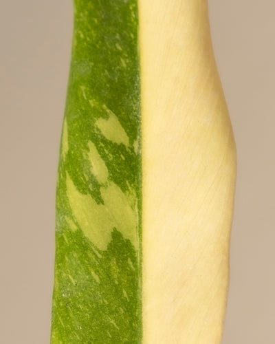 Eine Nahaufnahme eines Blattes der Babypflanze Philodendron „Ring of Fire“ hebt es hervor. Eine Seite zeigt gesprenkeltes Grün mit dunkleren Flecken, die andere cremiges Gelb, die in einer geraden Mittellinie mit kontrastierenden Texturen zusammenlaufen – ideal für Pflanzenanfänger*innen auf der Suche nach Raritäten.