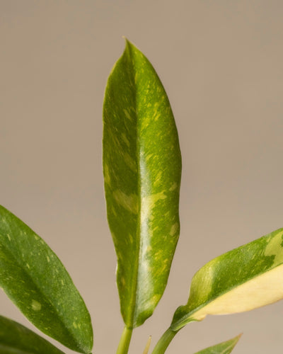 Eine Nahaufnahme eines Blattes einer Philodendron-Babypflanze „Ring of Fire“ zeigt seine einzigartige Mischung aus Grüntönen und leichter Panaschierung vor einem grauen Hintergrund und hebt die längliche, glatte Textur hervor – ein faszinierender Anblick selbst für Pflanzenanfänger*innen.