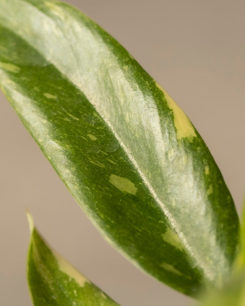 Nahaufnahme eines Blattes einer Philodendron-Babypflanze 'Ring of Fire' mit cremefarbener Panaschierung, glänzender Textur und unregelmäßigen grünen und hellen Mustern. Im Vordergrund ist ein kleiner Teil eines anderen Blattes zu sehen, perfekt für Pflanzenanfänger*innen.