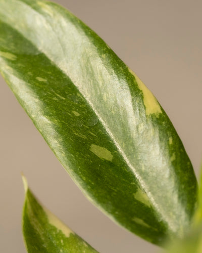 Nahaufnahme eines Blattes einer Philodendron-Babypflanze 'Ring of Fire' mit cremefarbener Panaschierung, glänzender Textur und unregelmäßigen grünen und hellen Mustern. Im Vordergrund ist ein kleiner Teil eines anderen Blattes zu sehen, perfekt für Pflanzenanfänger*innen.
