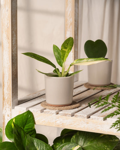 Zwei Topfpflanzen stehen auf einem weißen Holzregal unter weichem, natürlichem Licht. Eine könnte die seltene Philodendron-Babypflanze „Ring of Fire“ mit ihren grünen Blättern und gelben Mustern sein, während die andere mit herzförmigen Blättern aufwartet. Im Vordergrund ist ein Farn zu sehen, ideal für Pflanzenanfänger*innen.