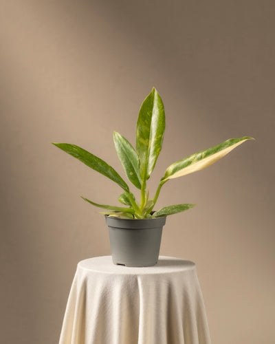 Eine eingetopfte Philodendron-Babypflanze „Ring of Fire“ mit langen, grün- und cremefarbenen Blättern steht auf einem kleinen Tisch mit weißer Tischdecke. Der neutrale beige Hintergrund trägt zur minimalistischen und ruhigen Atmosphäre bei – ideal für Pflanzenanfänger*innen, die Schönheit in der Einfachheit schätzen.