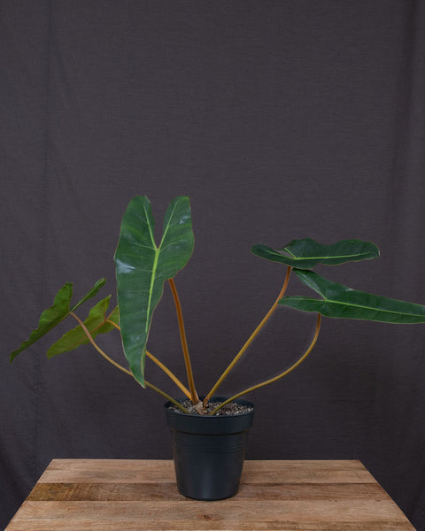 Philodendron billietiae ohne Übertopf vor dunklem Hintergrund