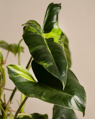 Nahaufnahme der großen dunkelgrünen Blätter des Philodendron burle marx variegata mit hellerer Panaschierung, die ihre glänzende Textur zeigen. Die längliche, herzförmige Form und die Beleuchtung heben die glatte Oberfläche vor einem neutralen Hintergrund hervor und machen diese Pflanze zu einer echten Rarität.