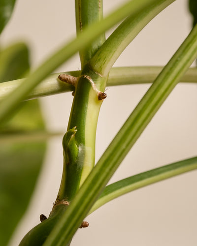 Nahaufnahme eines Stängels eines Philodendron burle marx variegata mit Blättern und Knospen auf neutralem Hintergrund, wobei der Fokus auf dem mittleren Teil liegt, um Struktur und Gelenke hervorzuheben.