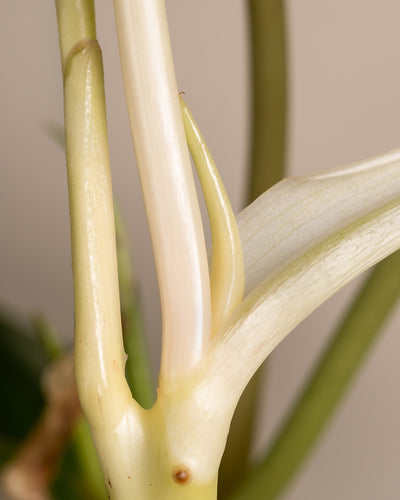Nahaufnahme eines Philodendron burle marx variegata mit hellgrünen Stielen und neuem Wuchs. Die länglichen, glatten Stiele sorgen vor dem leicht verschwommenen Hintergrund für ein helles, frisches Aussehen und zeigen die zarte Struktur dieser seltenen Pflanze.