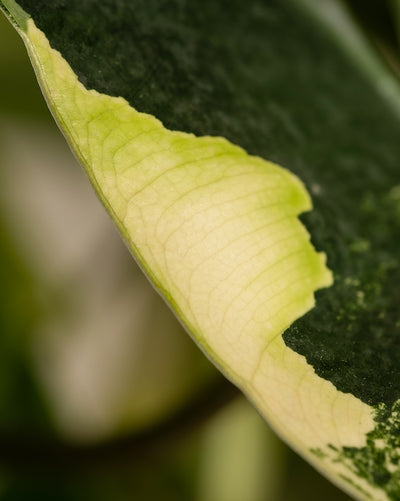 Eine Nahaufnahme eines Blattes des Philodendron burle marx variegata offenbart seine glatte Textur und den auffälligen Kontrast zwischen dunklen Mitten und Rändern, die von hellgrün bis cremefarben variieren. Der sanft verschwommene Hintergrund verbessert die Sichtbarkeit seiner Adernmuster und hebt diese botanische Rarität hervor.