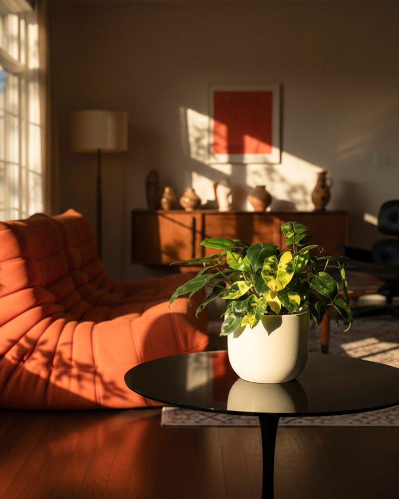 Ein Philodendron 'Burle Marx' variegata - feey steht auf einem runden schwarzen Tisch in einem sonnendurchfluteten Wohnzimmer mit einem modernen orangefarbenen Stuhl, einem hölzernen Sideboard und Kunst an der Wand, während das warme Sonnenlicht sanfte Schatten in den Raum wirft.