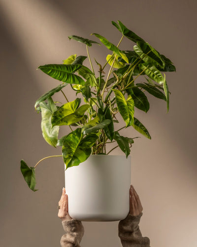 In einer neutralen Umgebung mit Licht von oben links heben Hände einen Philodendron burle marx variegata in einem weißen Topf hoch und heben so Ihre Fachkompetenz in der Pflanzenpflege hervor.