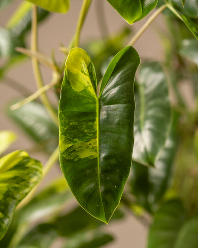 Eine Nahaufnahme des Blattes des Philodendron burle marx variegata hebt seine herzförmige Form und seine leuchtend gelbe Panaschierung hervor. Diese seltene Pflanze, glänzend und glatt, ist von ähnlichen Blättern auf einem sanften Hintergrund umgeben, ideal für jeden Pflanzenpflege-Fan, der etwas Einzigartiges möchte.