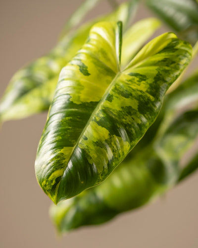 Nahaufnahme eines Blattes des Philodendron burle marx variegata mit leuchtenden Grün- und blassgelben Tönen. Diese Rarität weist ein auffälliges Muster auf, wobei der unscharfe Hintergrund seine einzigartige Textur und Farbe hervorhebt, ideal für Pflanzenliebhaber.