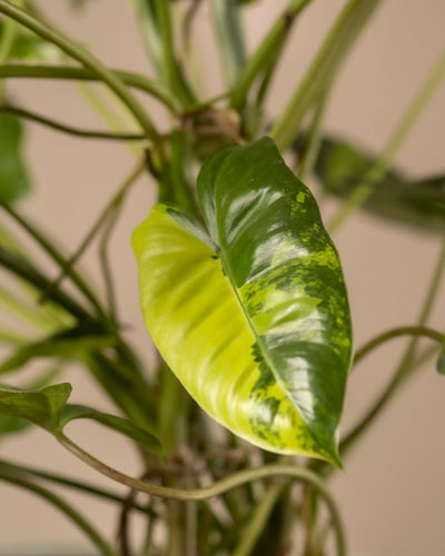 Ein glänzend grün-gelbes Blatt eines Philodendron burle marx variegata mit dünnen, ineinander verschlungenen Stielen sticht vor einem unscharfen Hintergrund hervor und zeigt die einzigartige Schönheit der Pflanze und den Reiz exquisiter Pflanzenpflege.