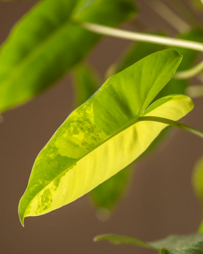 Ein leuchtend grünes Blatt des Philodendron burle marx variegata zeigt helle und dunkle Panaschierungen mit einer leicht durchscheinenden Textur. Der unscharfe Hintergrund hebt die komplizierten Details dieses seltenen Exemplars hervor, perfekt für Pflanzenpflege-Enthusiasten.