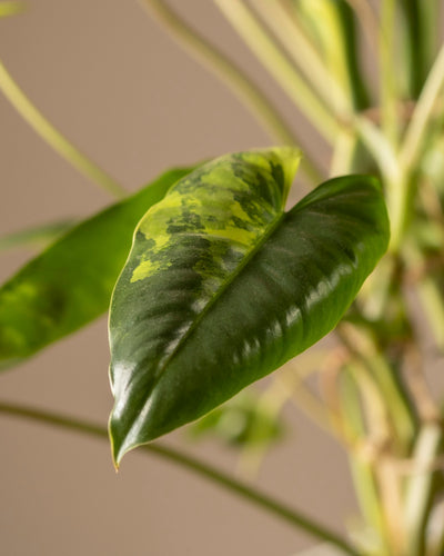 Eine Nahaufnahme eines seltenen Blattes des Philodendron burle marx variegata zeigt seine gelb und dunkelgrün bunten Muster auf dem Stiel, vor einem sanft verschwommenen Hintergrund, der seine Textur und Farbvariationen hervorhebt, perfekt für Pflanzenpflege-Enthusiasten.