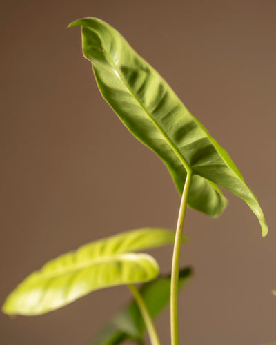 Eine Nahaufnahme des Philodendron burle marx variegata zeigt seine langen, schmalen Blätter vor einem braunen Hintergrund. Die leicht gebogenen Blätter mit markanten Adern und einer glänzenden Textur werden durch Licht hervorgehoben und offenbaren die natürliche Eleganz der Pflanze.