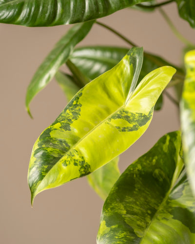 Nahaufnahme des Philodendron burle marx variegata mit bunten Blättern in Hell- und Dunkelgrün. Die glatte, glänzende Textur reflektiert das Licht, während das Laub im Hintergrund auf eine sorgfältige Pflanzenpflege schließen lässt.