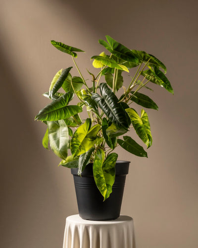 Ein Philodendron burle marx variegata mit großen, länglichen Blättern steht in einem schwarzen Topf auf einem runden, weißen Sockel. Der neutrale Hintergrund und die sanfte Beleuchtung heben das kräftige Blattwerk und den einzigartigen Charme dieser Rarität hervor.