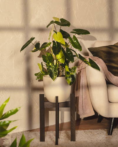 Ein seltener Philodendron burle marx variegata mit glänzenden Blättern steht auf einem dunklen Holzständer in einem sonnendurchfluteten Raum. Die strukturierte Wand kontrastiert mit einem beigen Sessel, der mit einer weichen rosa Decke bedeckt ist, während die Schatten der Fensterscheiben über diese ruhige Szene tanzen.