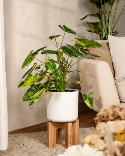 Ein Philodendron burle marx variegata ruht auf einem Holzständer neben einem beigen Sofa in einem gemütlichen Wohnzimmer. Die strukturierte Wand und die neutralen Töne verstärken die Präsenz der Pflanze, während ein weicher Teppich und Dekoelemente das Ambiente vervollständigen. Diese Rarität erfordert nur minimale Pflanzenpflege.