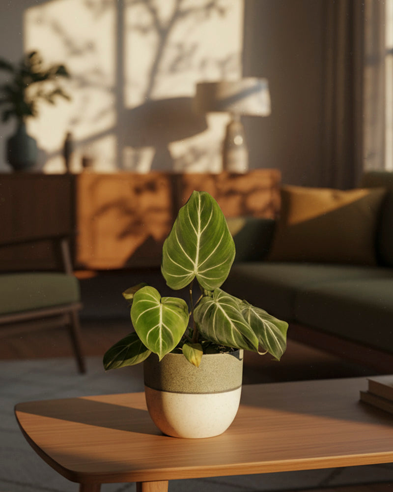 Ein Philodendron gloriosum - feey mit samtigen Blättern steht auf einem Holzcouchtisch im gemütlichen Wohnzimmer, während warmes Sonnenlicht Schatten der Blätter auf Wand und Möbel wirft.