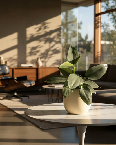 Ein Philodendron hastatum - feey steht in einem Topf auf einem runden weißen Tisch in einem modernen Wohnzimmer mit großen Fenstern, Holzmöbeln und einfallendem Sonnenlicht, das weiche Schatten auf den Boden und die Wände wirft.