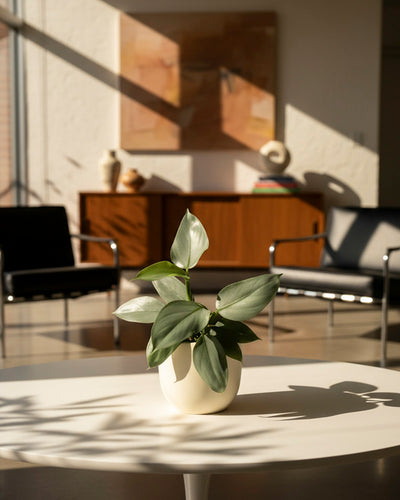 Ein Philodendron hastatum - feey mit grünen Blättern steht auf einem runden weißen Tisch in einem sonnendurchfluteten modernen Wohnzimmer mit schwarzen Stühlen, einem hölzernen Sideboard und abstrakter Kunst an der Wand.