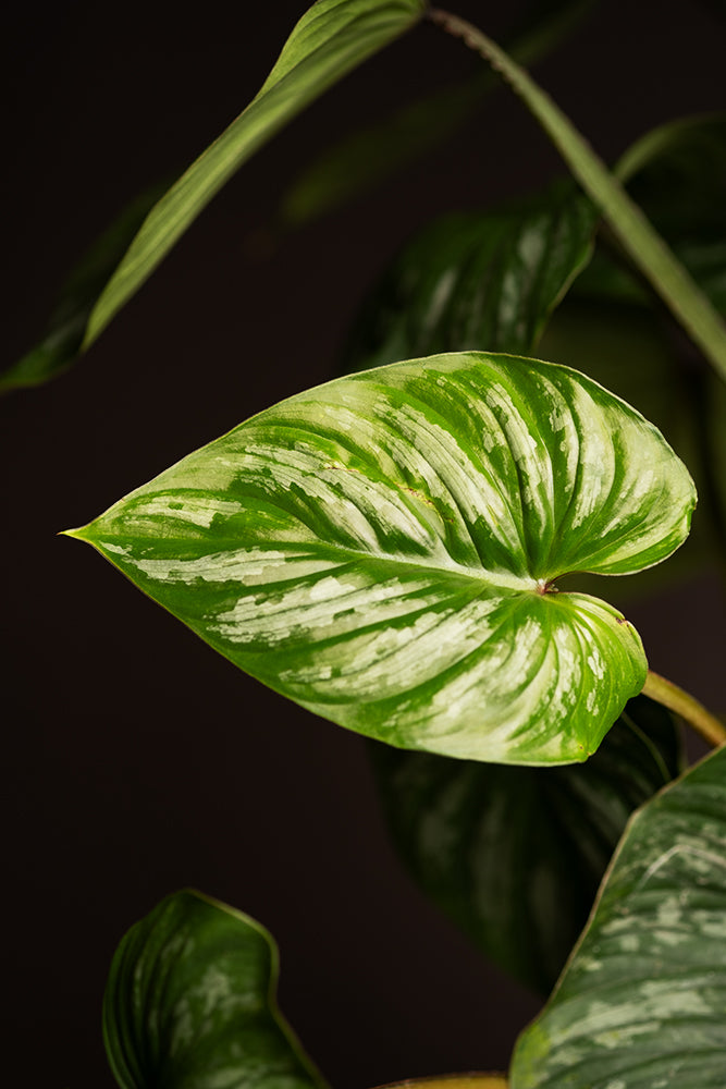 Detailaufnahme vom Blatt des Philodendron mamei